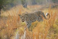 452 - LEOPARD STALKING THROUGH LONG GRASS - RICH LEO - united kingdom <div